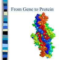 DNA to Protein{PowerPoint}