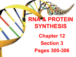 DNA & PROTEIN SYNTHESIS
