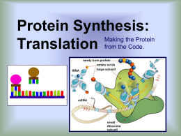 Protein Synthesis: Translation