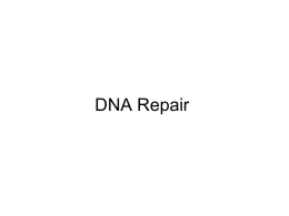 DNA Repair - College of Arts and Sciences at Lamar University