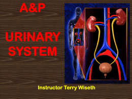 a&p 2 urinary system