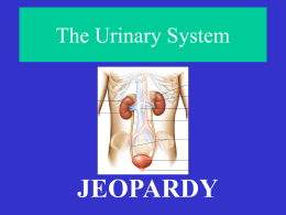 jeopardy_urinary_system