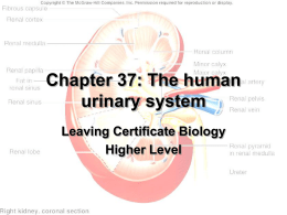 The Urinary System - leavingcertbiology.net
