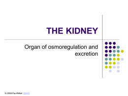 Powerpoint Presentation: The Kidney
