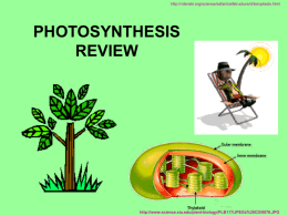 Photosynthesis Powerpoint review