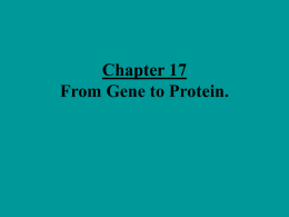 PowerPoint Presentation - Chapter 17 From Gene to Protein.