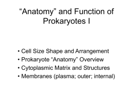 “Anatomy” and Function of Prokaryotes I