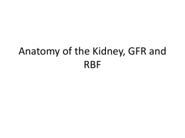 Anatomy of the Kidney, GFR and RBF