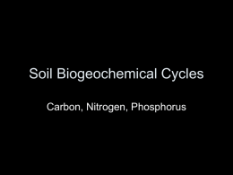 Nitrogen and Phosphorous Cycles