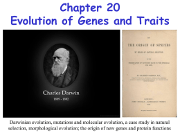 Chapter 20 - Evolution of genes and traits