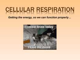 LE - 4 - Cellular Respiration