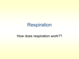 Honors Cellular Respiration