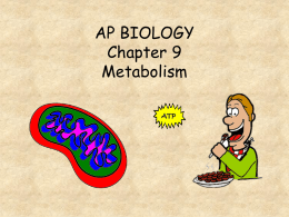 AP BIOLOGY Chapter 8 Metabolism