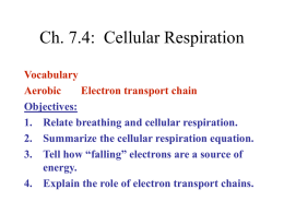 Ch. 7.4: Cellular Respiration