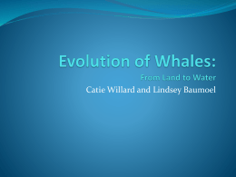 Evolution of Whales: From Land to Water