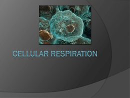 Cellular Respiration PPT