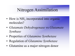 Nitrogen Assimilation