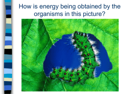 Photosynthesis/ Respiration PPT