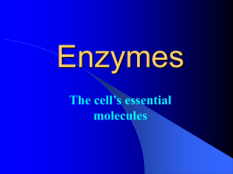 Enzymes - eduBuzz.org