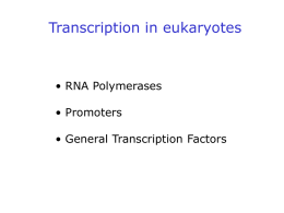 Model for transcriptional activation