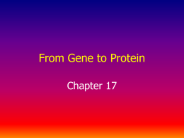 Show DNA to Protein HC