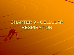 CHAPTER 9 - CELLULAR RESPIRATION