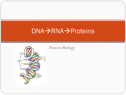 DNA  RNA  Proteins