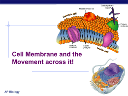 Cell membrane and transport notes