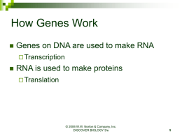 How Genes Work