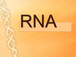 PowerPoint-RNA