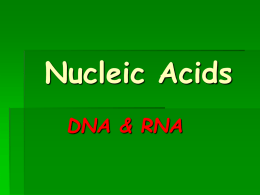 Nucleic Acids What are they