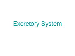 Excretory System - Mr. Eeds Biology