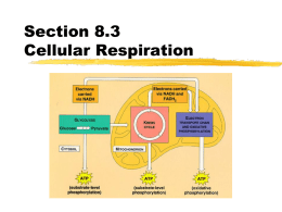 Cell Respiration Notes (Honors)