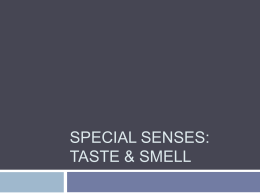 Special Senses: Taste & Smell