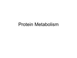 L21_Protein