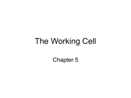 Ch 5 The Working Cell