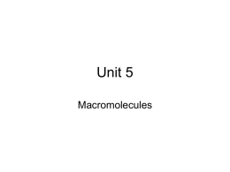 Unit 5 Macromolecules
