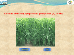 3-Role_and_deficiency_symptoms_of_Phosphorus_in_Rice_corr