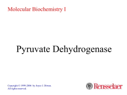 Pyruvate Dehydrogenase