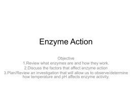 Enzyme Action