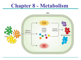 Chapter 8 Metabolism and Enzymes