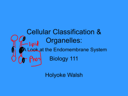 Cellular Organelles - holyoke
