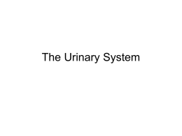 Urinary System Part 1