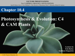 Photosynthesis-C3_ C4_ CAM - Kenwood Academy High School