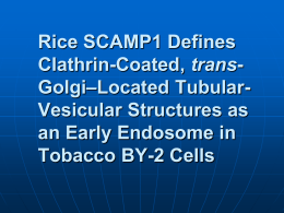Rice SCAMP1 Defines Clathrin-Coated, trans
