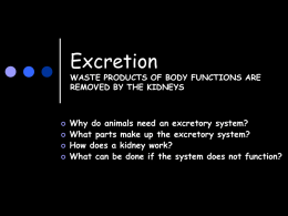 Kidney and excretion