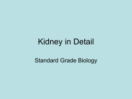 10.4 – Kidney in Detail