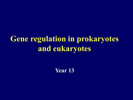 Enzymes - year13bio