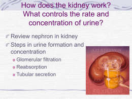Kidney Function and Urine Production