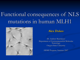 Functional consequences of NLS mutations in mlh1